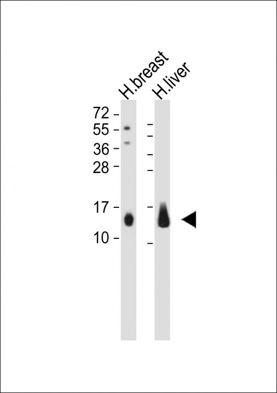 CXCL2