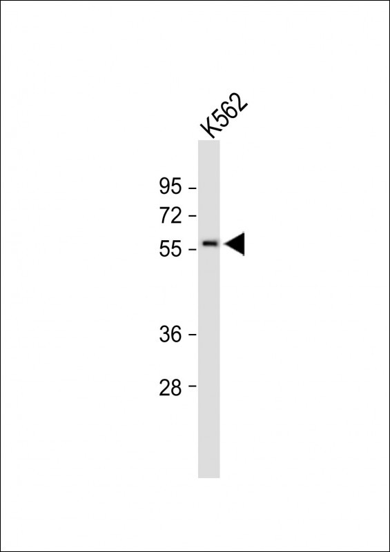 MEIS2 (Center D269)