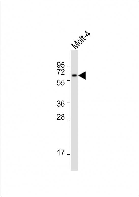 CHC1L (N-term)