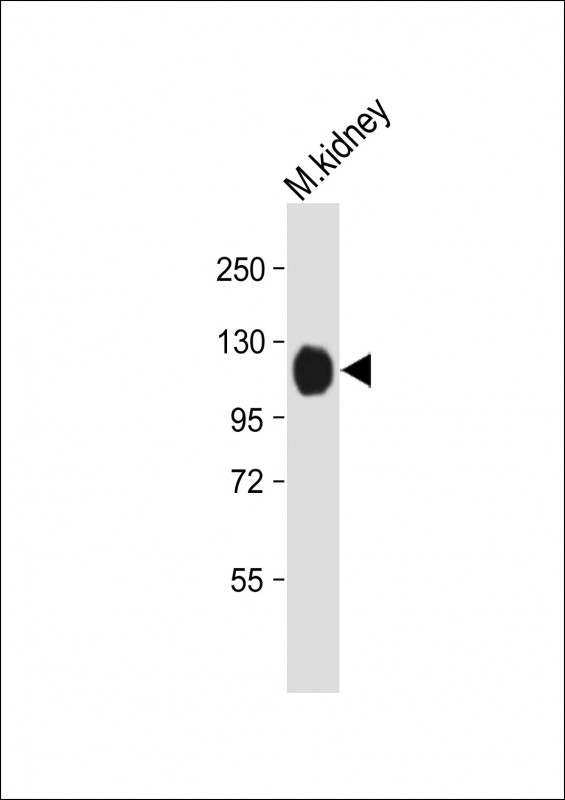 Mouse Npr1 (N-term)
