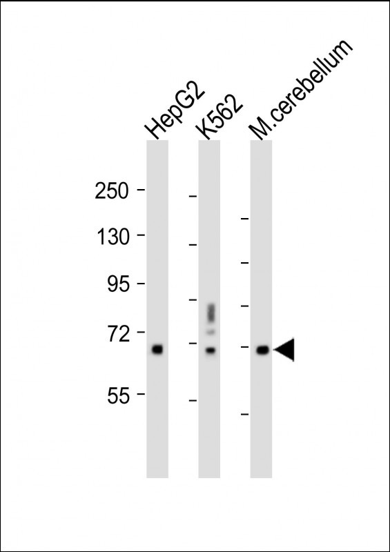 TCF4 (N-term)