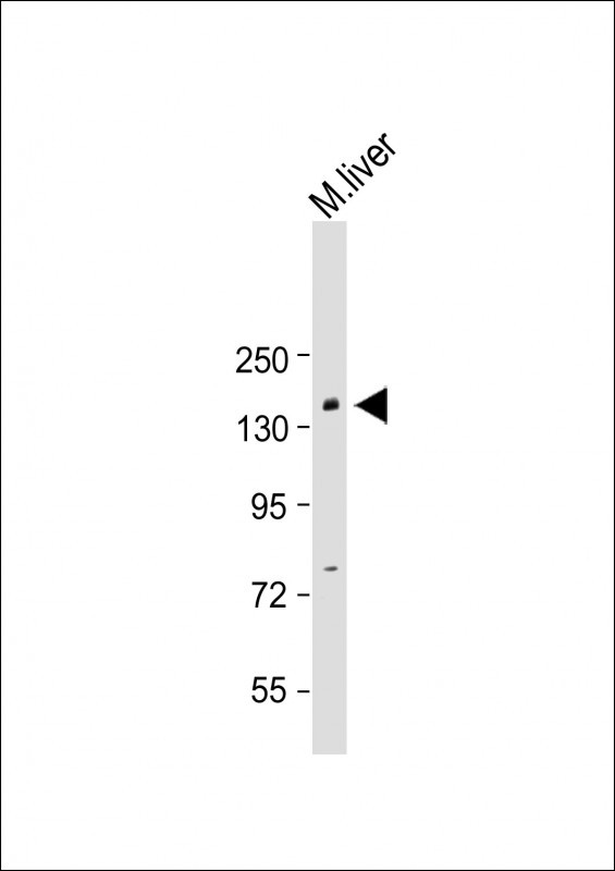 BCOR (Center S1122)