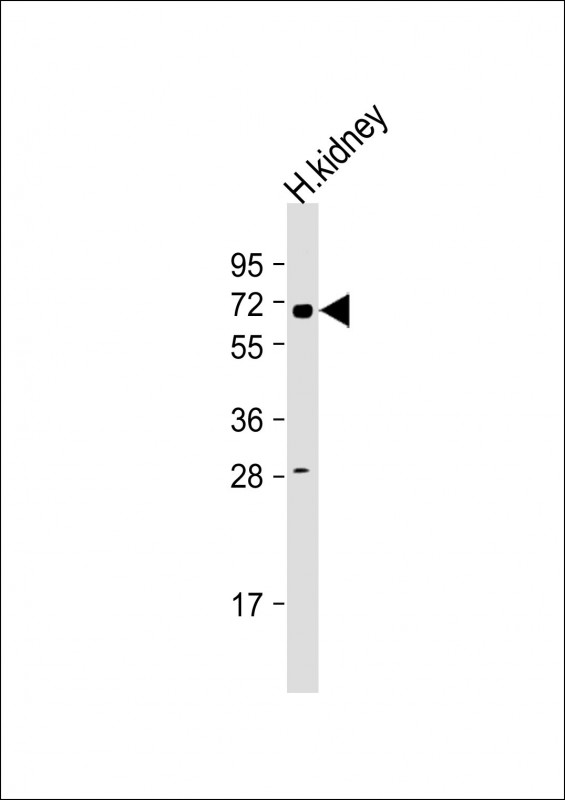 HHLA2 (N-term)