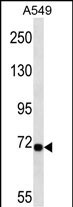 Rabbit Polyclonal Antibody to LRP10 (N-term)
