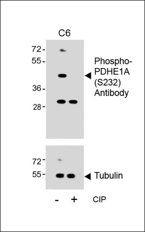 Phospho-PDHE1A(S232)