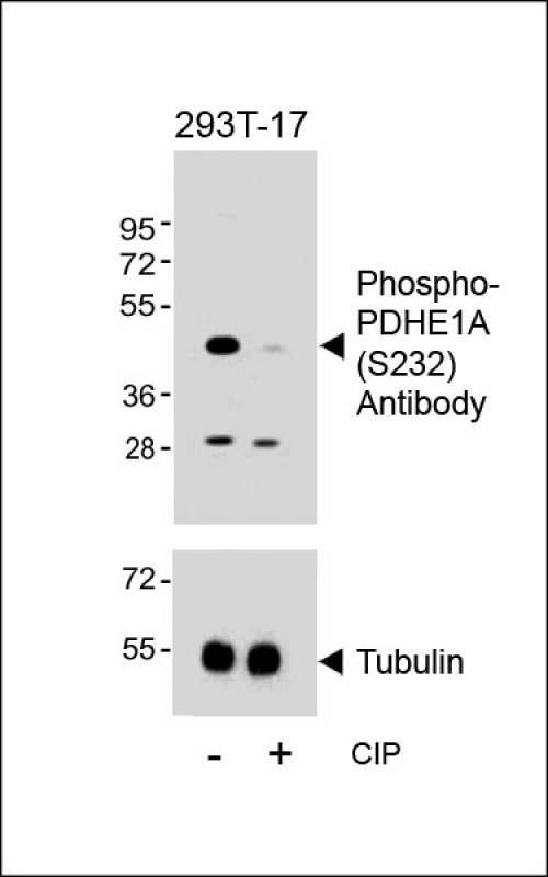 Rabbit Polyclonal Antibody to Phospho-PDHE1A(S232)