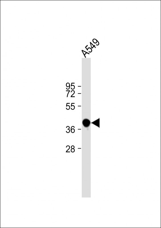 CACNG8 (N-term)