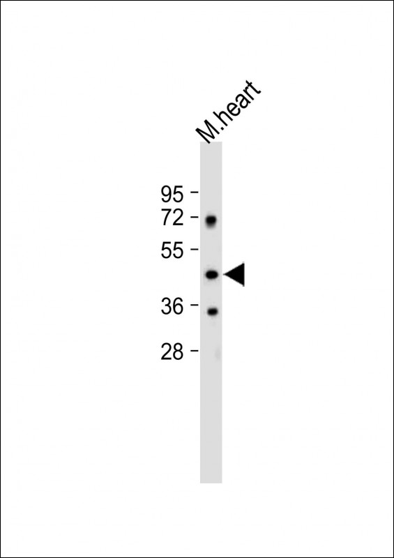 PNPLA3 (N-term)