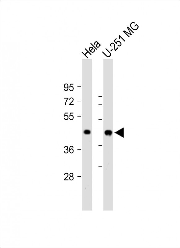 FFAR2