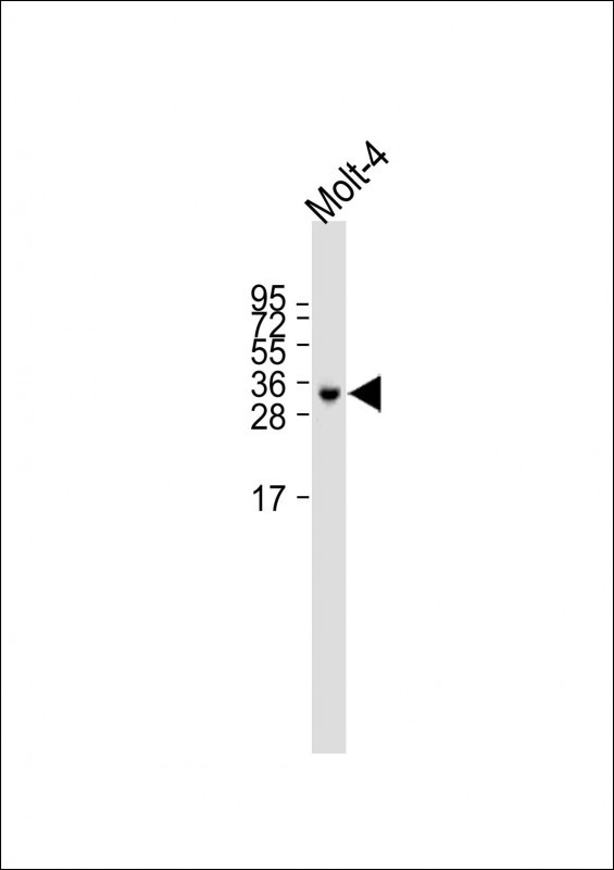 TRBC1