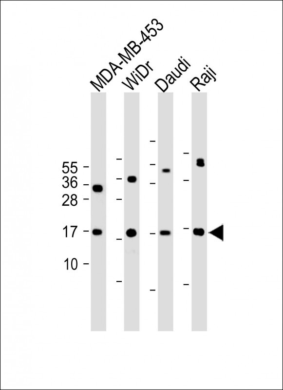 M4A4A  (N-term)