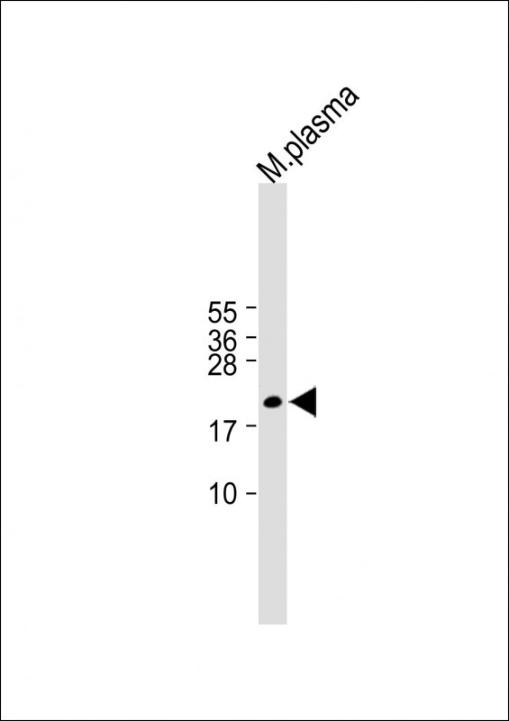 GPX3