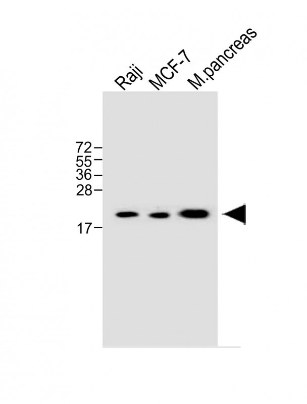 RPL12