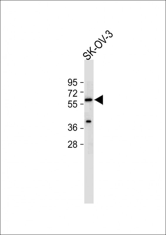 ERVWE1