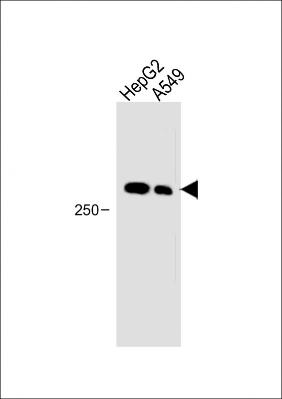 FAM38B-(C-term)