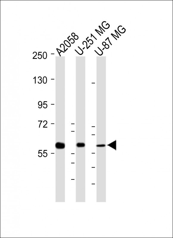 MMP14