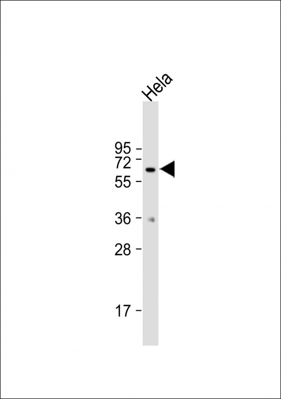 MB21D1