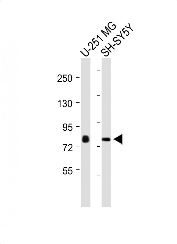 NSUN7