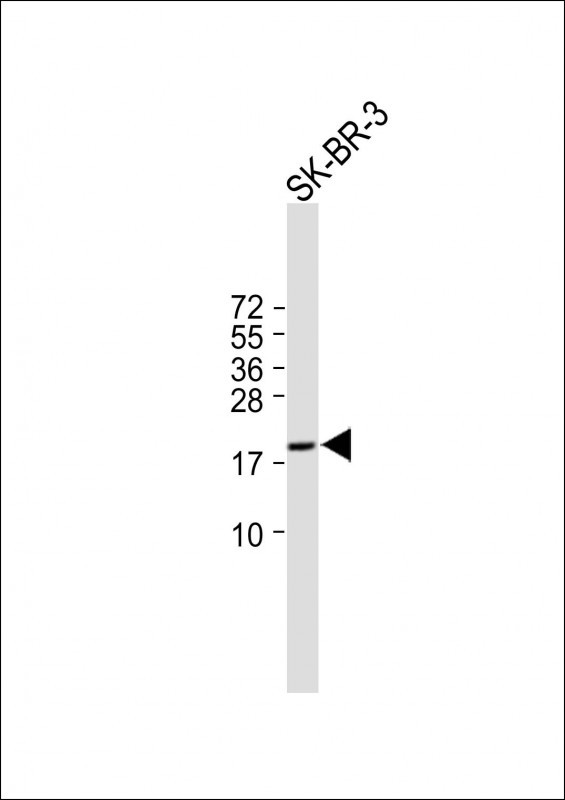 C4orf39