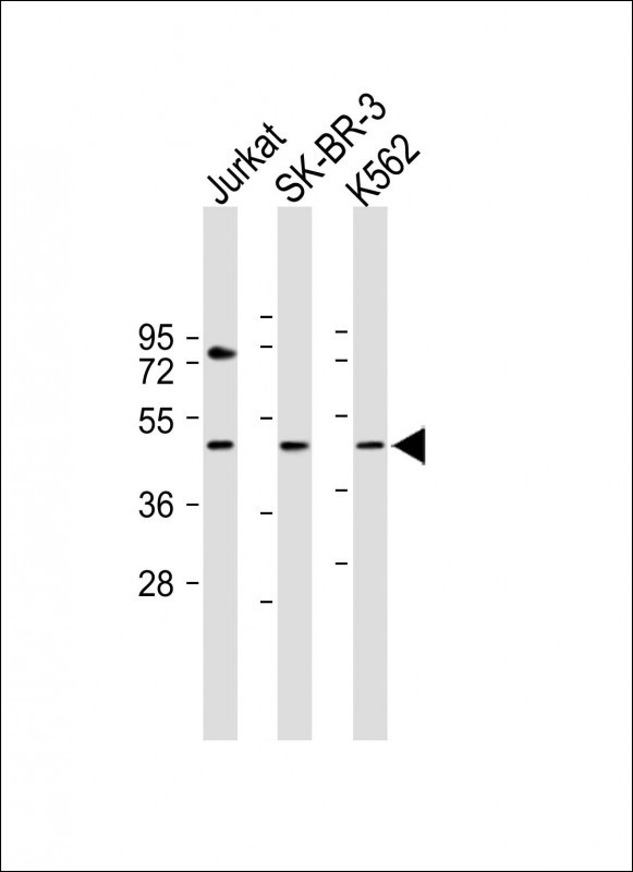 LOC441476
