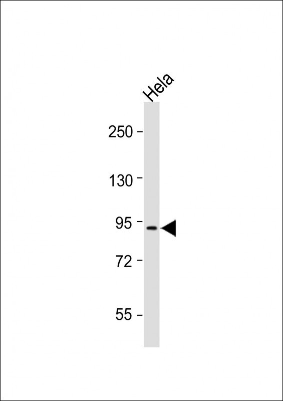 SCUBE2 (Center N266)