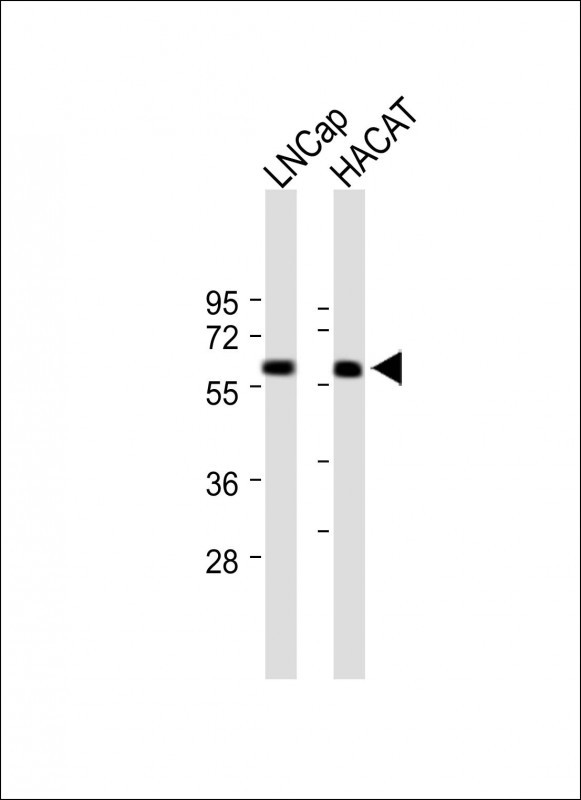 APCDD1 (N-term)