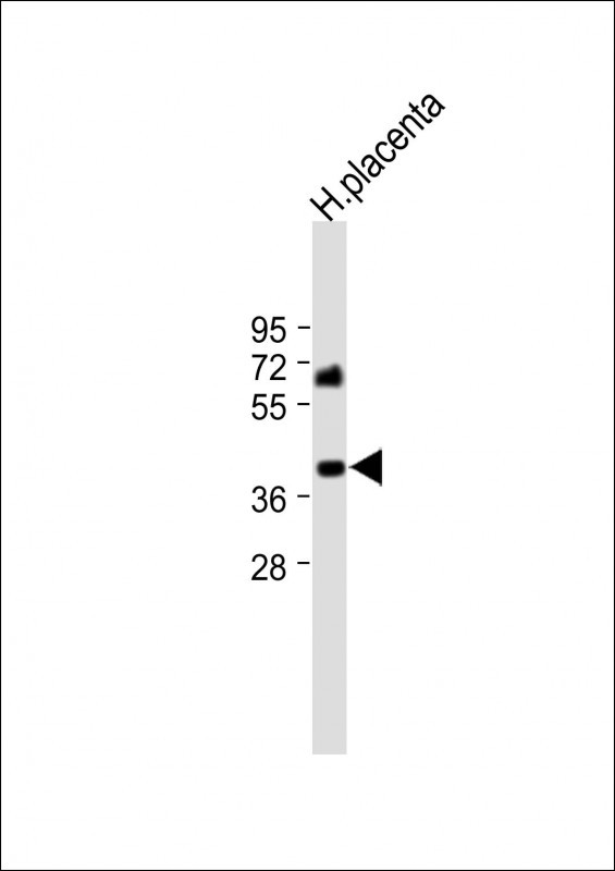 P11 (N-term)