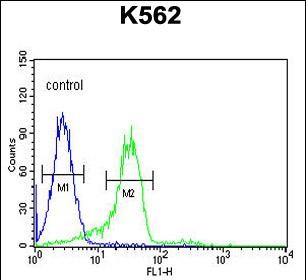 Rabbit Polyclonal Antibody to ENAM