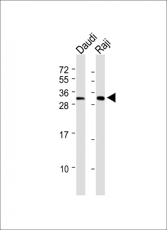 HLA-DRA (N-term)