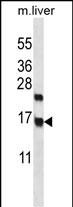 Rabbit Polyclonal Antibody to CCDC58 (N-term)