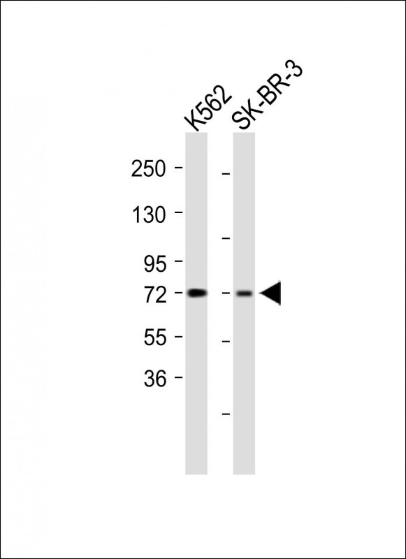 C12orf56 (N-term)