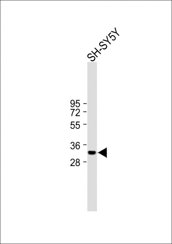 C2orf73 (N-term)