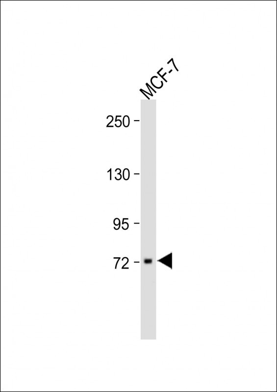RNF43