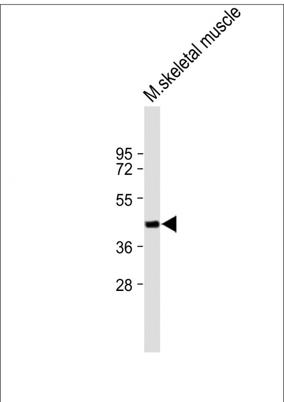 FAM43A (N-term)
