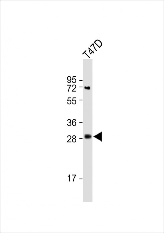 ELOVL3(C-term)