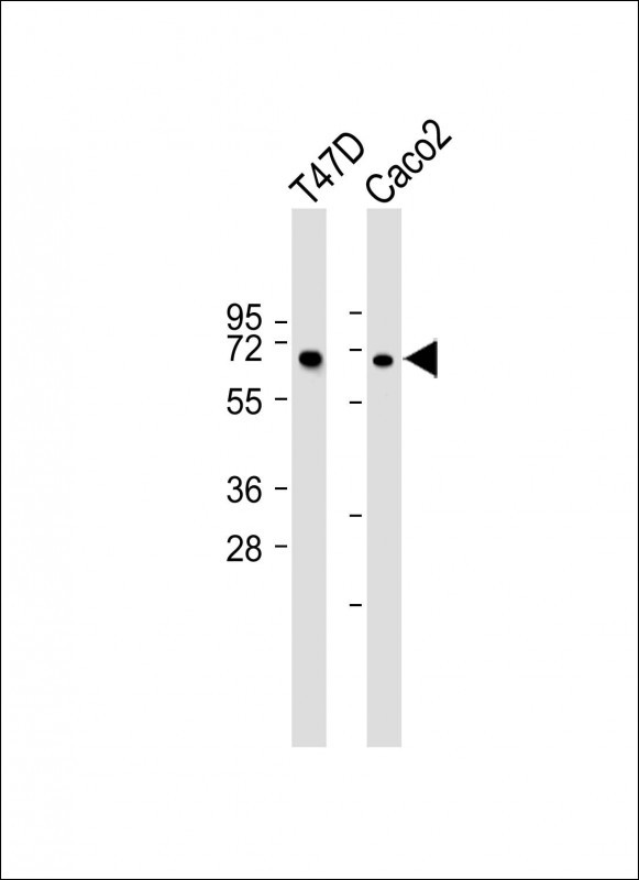 MPP7 (N-term)