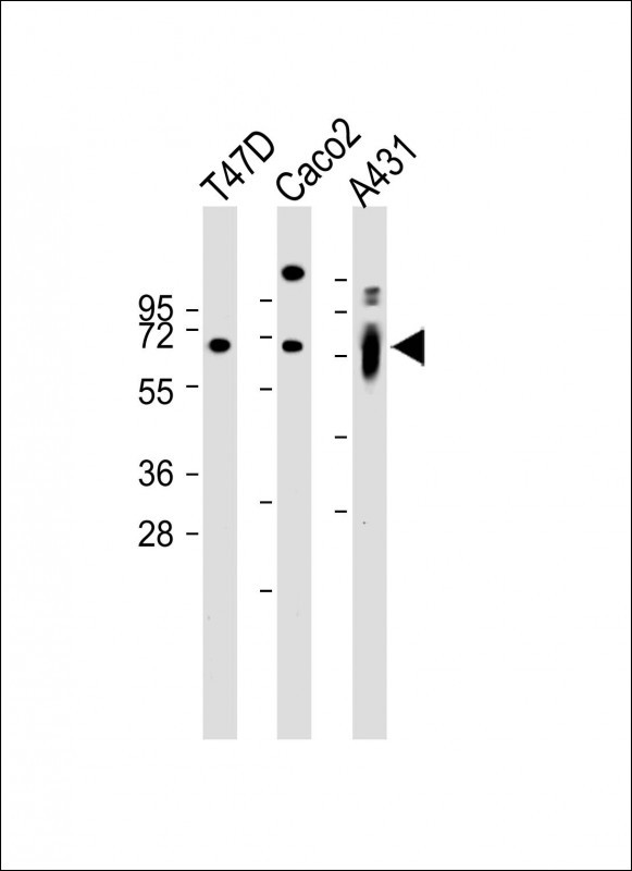 Rabbit Polyclonal Antibody to MPP7 (N-term)