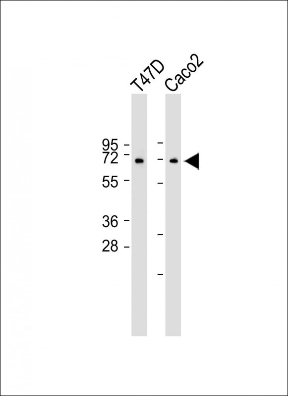 Rabbit Polyclonal Antibody to MPP7 (N-term)