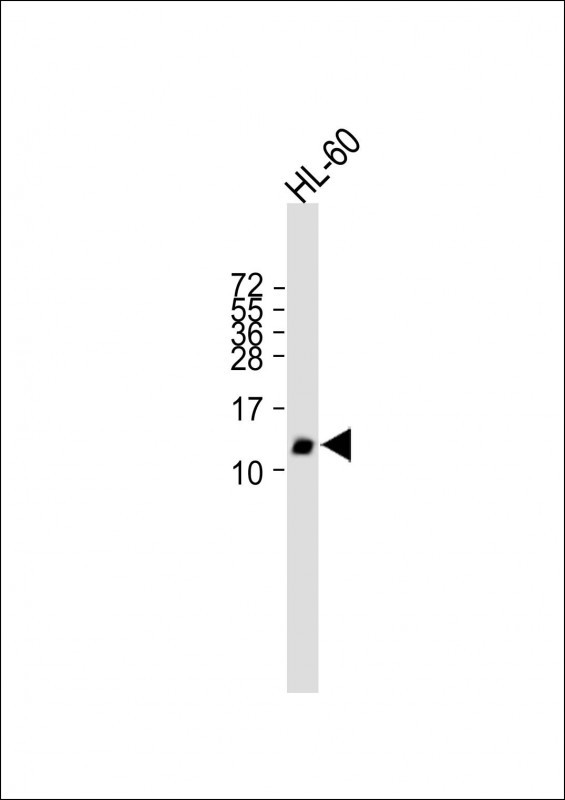 GHRH (N-term)