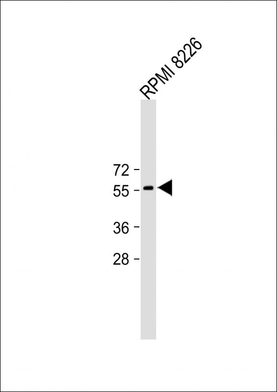 SLC7A13