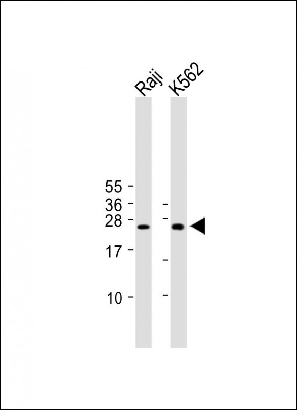 CTLA4 (N-term)