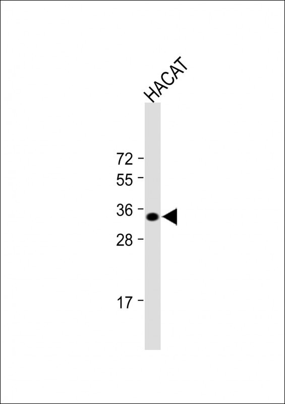 FCN3