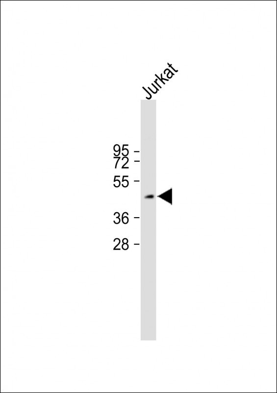Mouse Cdk15 (N-term)