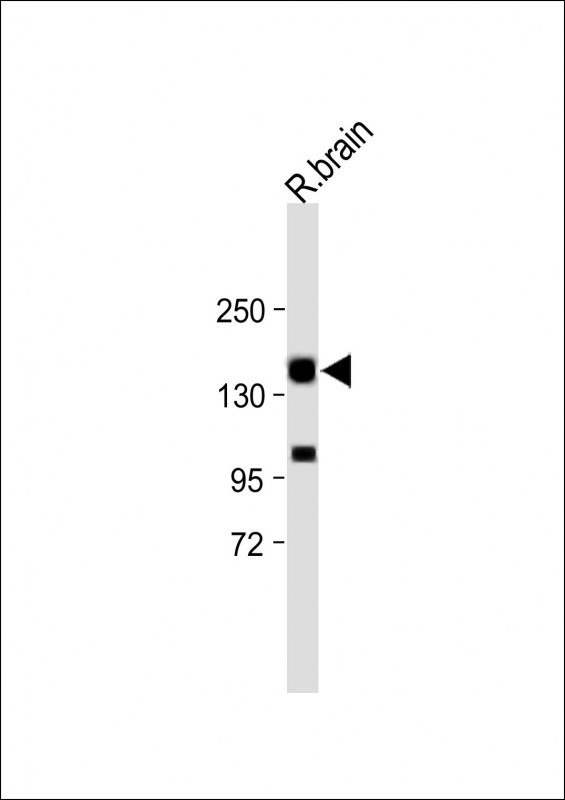 Mouse Erbb4