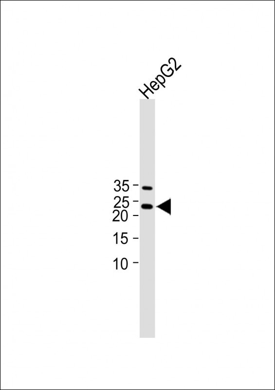 TC10