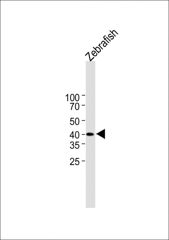(DANRE) rx2 (N-term)