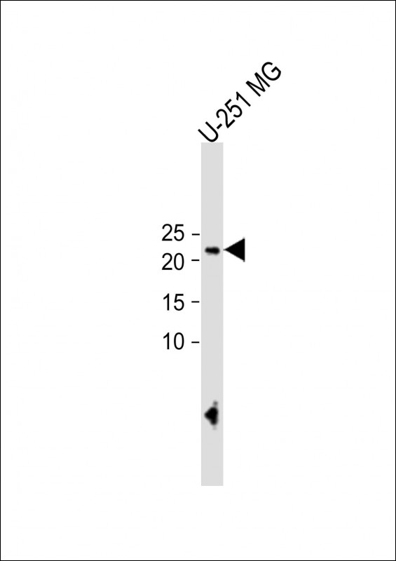 ECAT1 (N-term)
