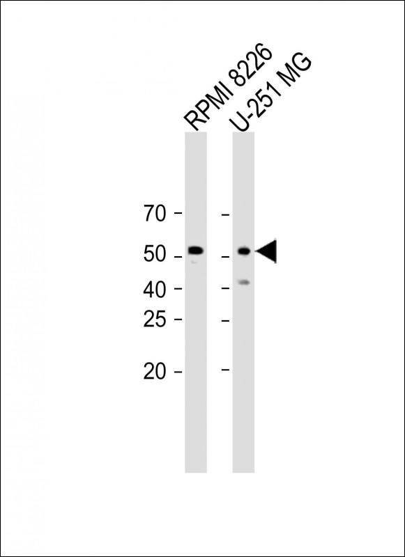 GABRG3 (N-term)