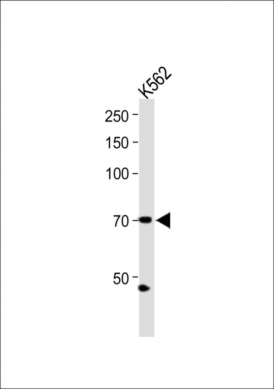 ZNF595