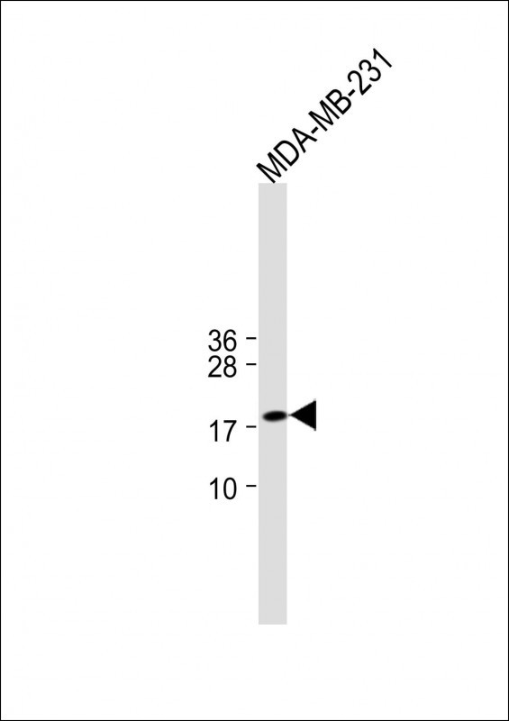 ANKRD37(C-term)
